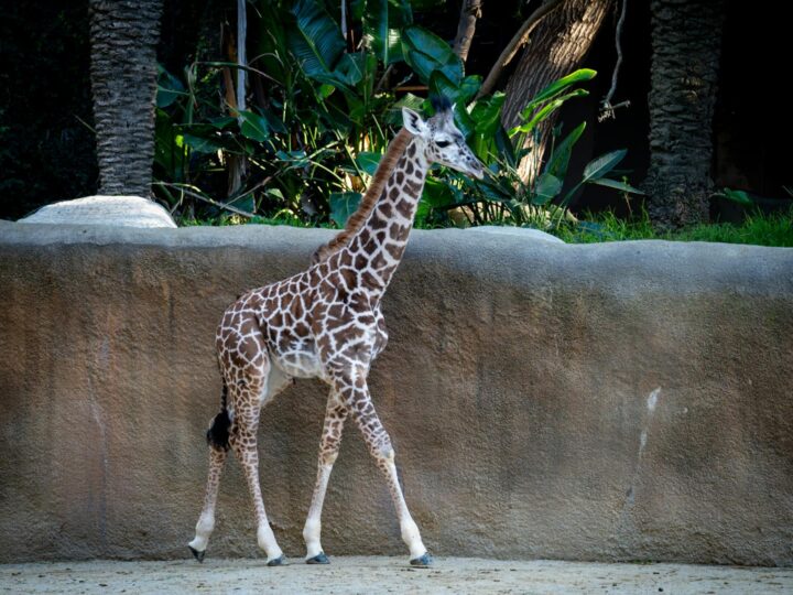 Zoo de Dortmund